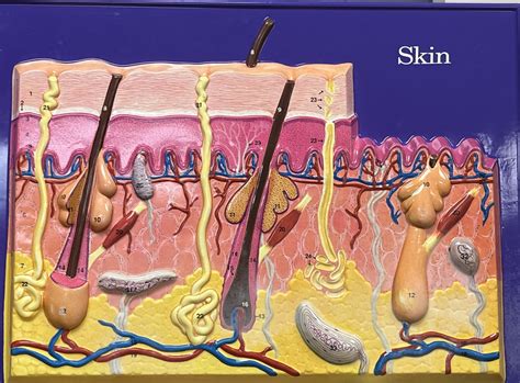 Integumentary System Diagram | Quizlet
