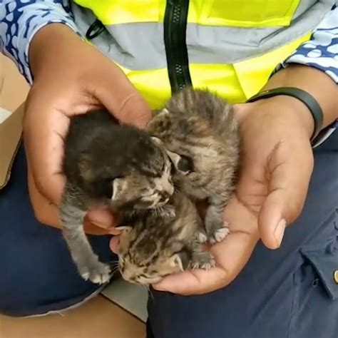 5 Purr-Fectly Panic-Stricken Solutions To Rescue Kittens Trapped In Car Engines