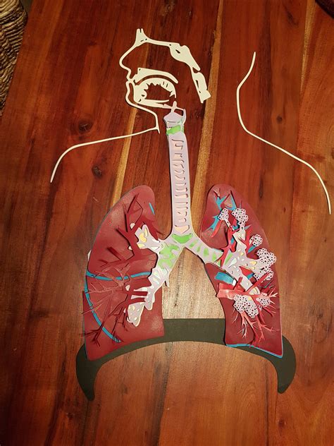 Respiratory System Model Project