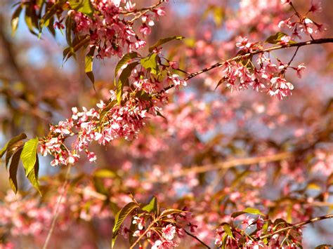 Pink Flowering Tree · Free Stock Photo