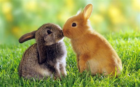 Kissing Bunny Rabbits Pictures, Photos, and Images for Facebook, Tumblr ...