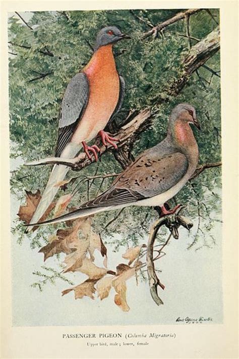 15 Extinct Bird Species and Possible Reasons for Their Extinction ...