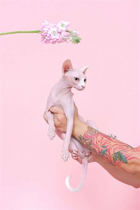 are there cats that dont shed 4