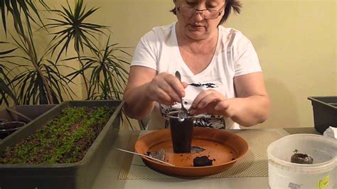 Петуния ампельная и кустовая ,как вырастить петунию из семян.Пикируем ...