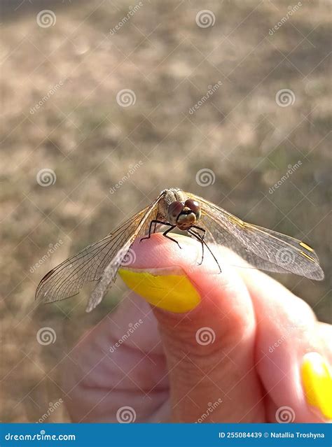 Dragonfly on a Female Hand Fingers Close Up Summer Time, Nature Lovers