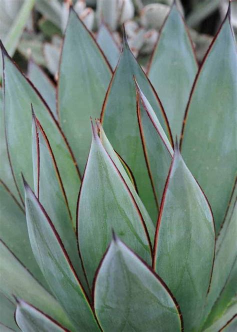 Agave Blue Glow Starter Plant - Sandy's Nursery Online