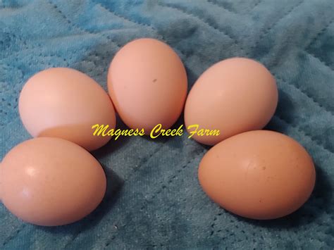 English Orpington - Silver Laced Hatching Eggs – Magness Creek Farm