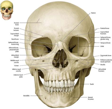 Bones of the Head - Atlas of Anatomy | Anatomia, Teschi, Disegni