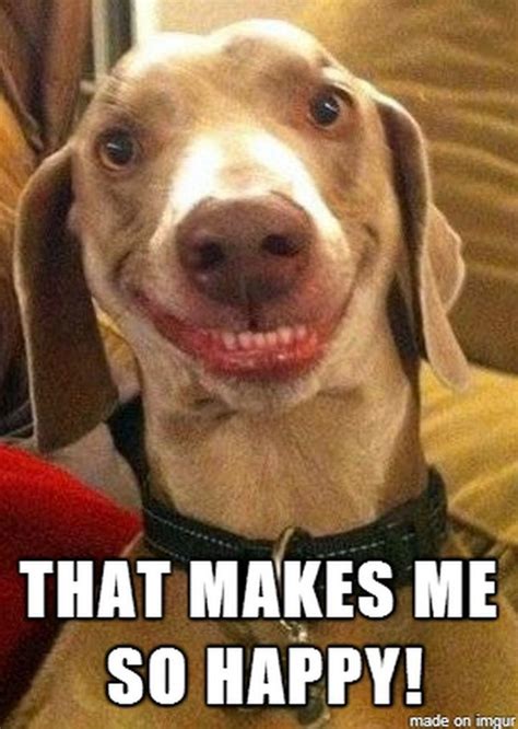 85 Happy Memes to Brighten Your Day and Make You Smile | Smiling dogs ...
