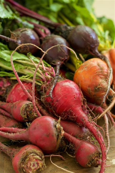 hình ảnh : món ăn, Sản xuất, rau, Củ cải, Cây xanh, củ hẹ, Củ cải đường ...