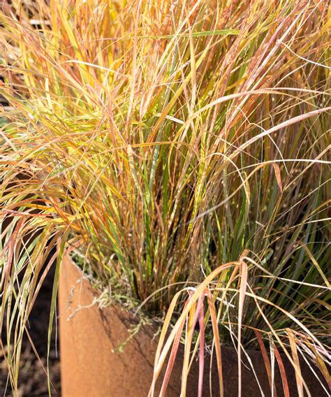 Drought-tolerant plants for pots – 10 easy-care…