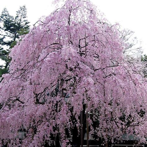 Double Flowering Weeping Cherry Tree - Home Alqu