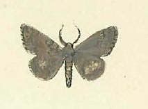 Eumannia - Wikipedia