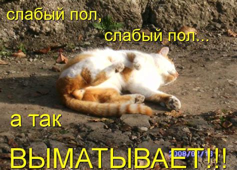 Забавные коты (38 фото)