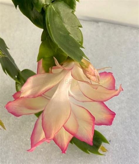 'Frosya' - Schlumbergera and Rhipsalidopsis