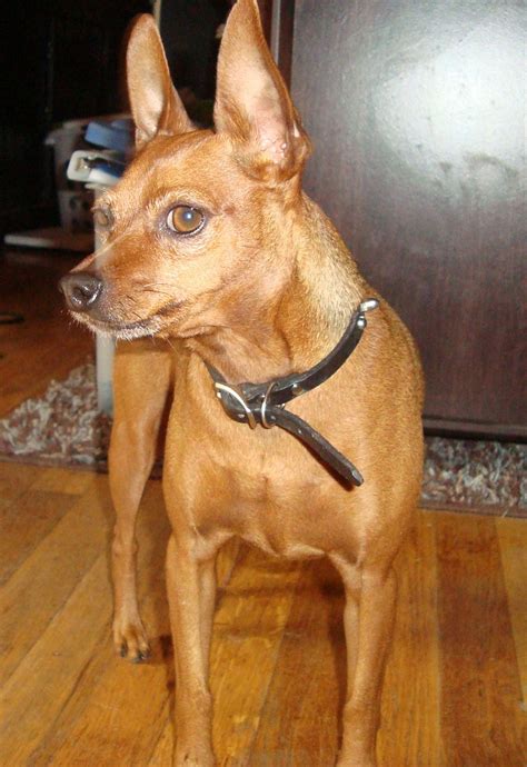 Male Vs Female Min Pin at Savannah Eades blog
