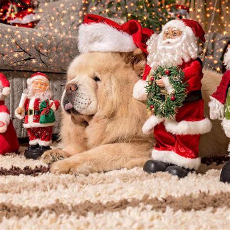 3 Key Holiday Dog Safety Tips | Hodes Veterinary Health Center