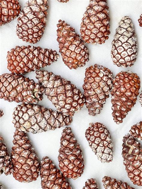 How to Bleach Pinecones - Sonata Home Design