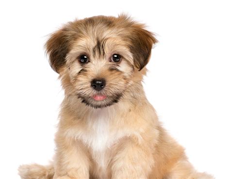 Havanese Progression: Growth, Milestones, and Training Tips