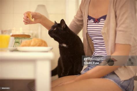 Woman Feeding Pet Cat At Breakfast Table High-Res Stock Photo - Getty ...