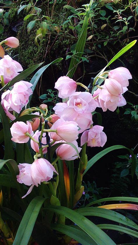 Идеи на тему «Cymbidium» (250) | орхидеи, орхидея, цветы