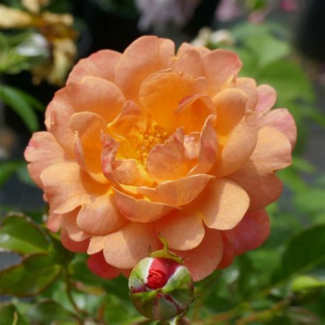 Lambada – Karin Schade – Stauden und Rosen