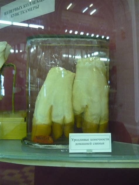 Deformed pig limbs - ZooChat