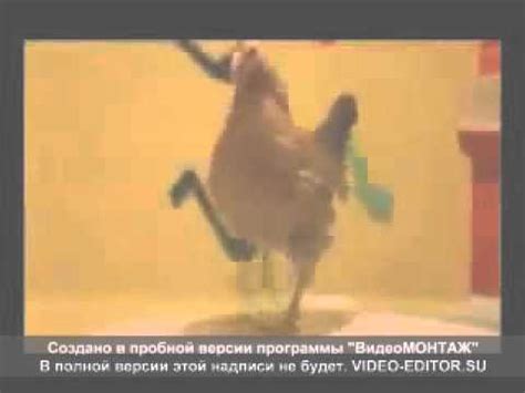 Асса, курица танцует лезгинку. - YouTube