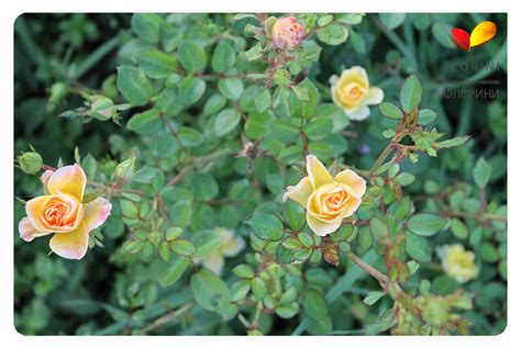 Купить Роза бордюрная Еллоу Фейри Rose Yellow Fairy - в питомнике Флорини