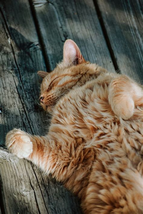 Cuddly Kitten Day: Celebrate with Adorable Feline - PetPress