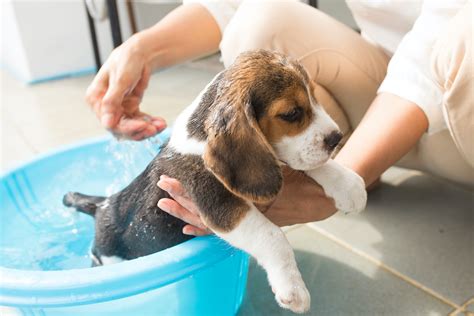 When You Should Start Bathing Your New Puppy and the Steps | PawTracks