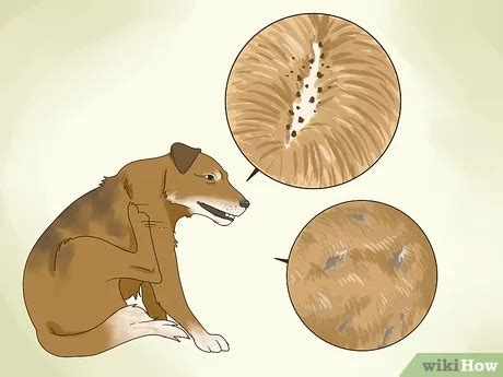 how to treat flea allergies in dogs