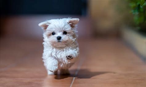 Maltese vs Maltipoo: What’s the Difference? - A-Z Animals