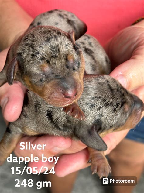Miniature Dachshund - Cardwell - PetsForHomes