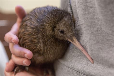 kiwi bird profile  information