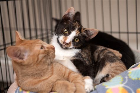 2 cats, 1 epic road trip, and a family full of love | Best Friends