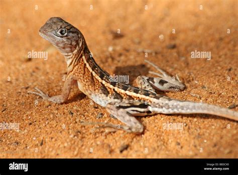 Parietal Eye Tuatara