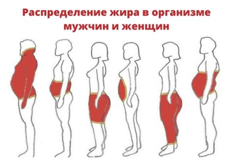 Похудение мужчин и женщин - Красота и здоровье - Calorizator.ru