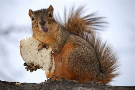 Wild Animals Can Be Really Funny Sometimes Too (45 pics) - Izismile.com