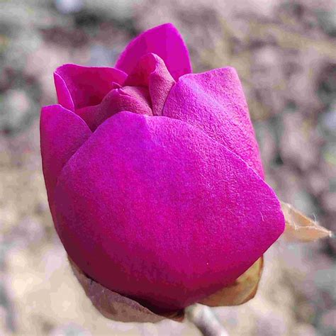 Magnolia ‘Cleopatra' - CHINESE EXPORTER