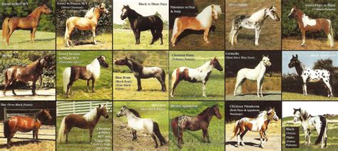Состоялся семинар «Масти лошадей» В.А. Курской! | EquiLife.ru - Первый ...