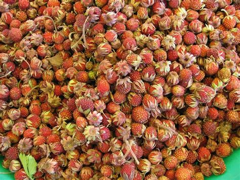 Mongolian Organic Products Soon To Enter Europe - 300th
