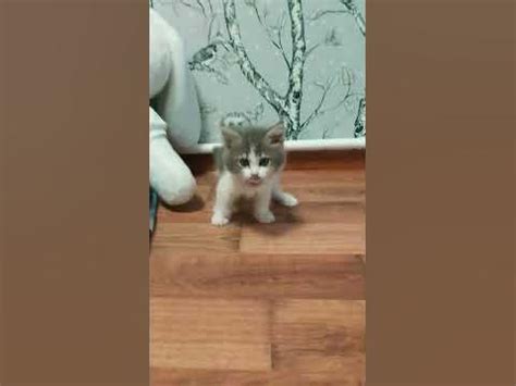 милый кет😻💜 - YouTube