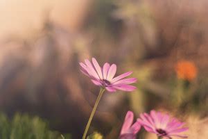 обои : 1920x1200 px, цветы, Макрос, природа 1920x1200 - wallup ...