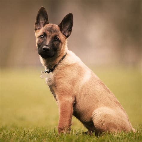 Malinois Criaderos especializados Criaderos de Perros . Cl