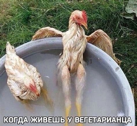 Одноклассники | Смешная курица, Животные и Картинки
