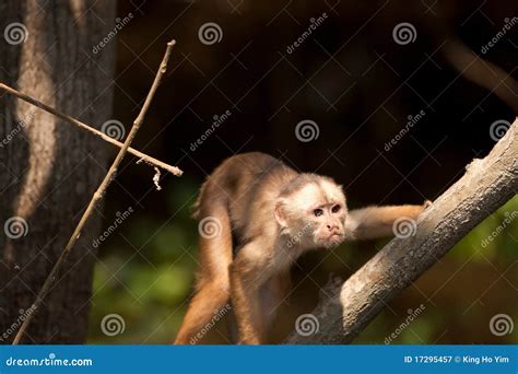 Monkey in Amazon stock image. Image of manaus, rainforest - 17295457