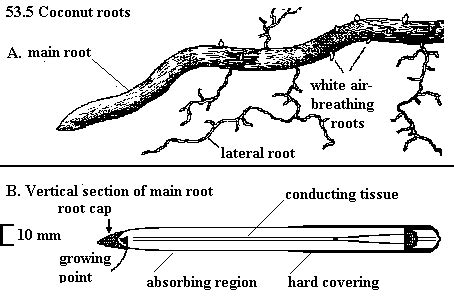 horticulture plantation crops coconut botany