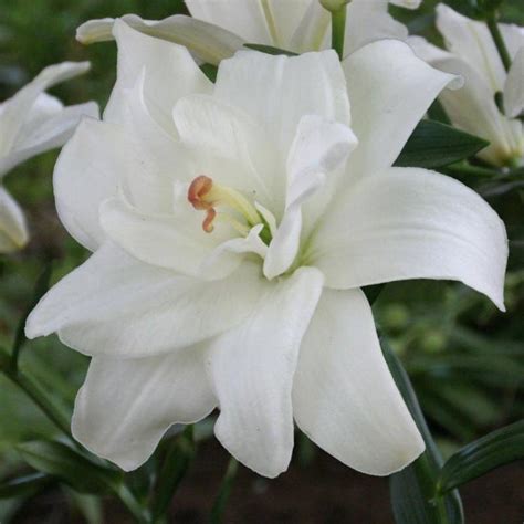 Lilium 'Annemarie's Dream' - buy plants at Coolplants