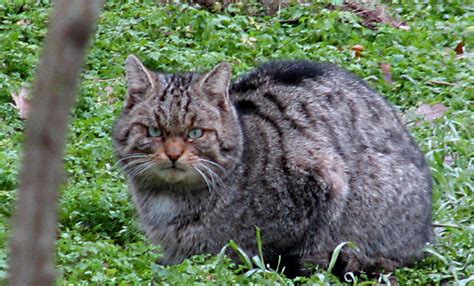 Дива котка (Felis silvestris) | Author Ivaylo Raykovi - mi6oni | PHOTO ...